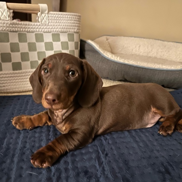 Meet your Posher, Anna - Picture 1 of 1